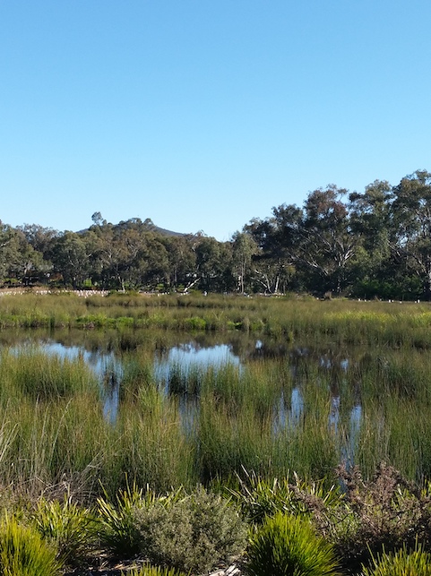 Brooklyn Fields Wetland